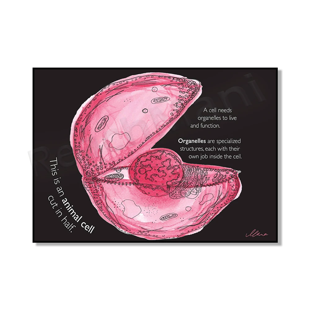 Animal cell, cell membrane, lysosome cell, mitochondrial biology, ribosome biology, Golgi organelle biology scientific poster