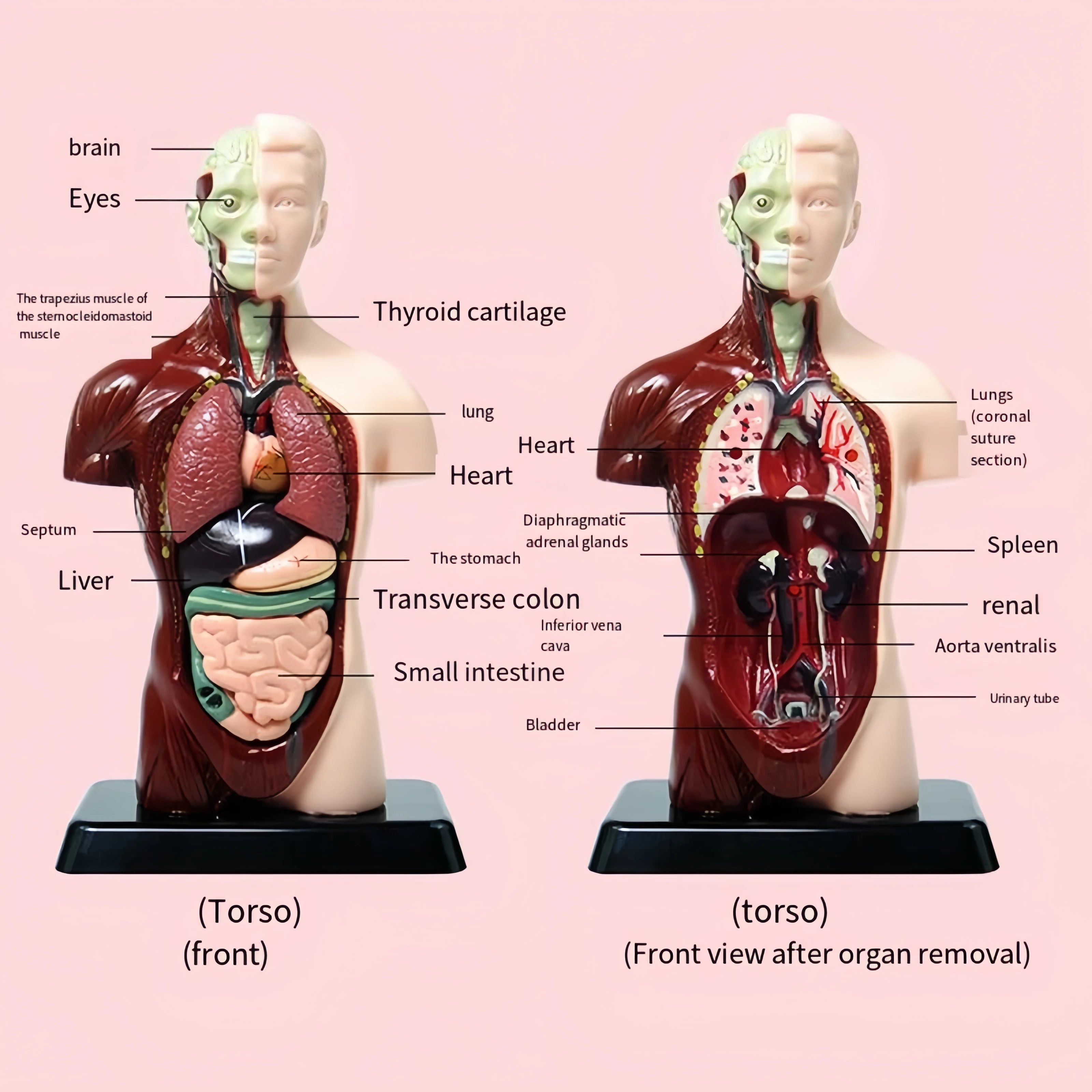 Human body kids education, DIY Mannequin 3D Human Body Model, Biology Educational Toys for children, one piece, Gift, Christmas 2