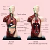 Human body kids education, DIY Mannequin 3D Human Body Model, Biology Educational Toys for children, one piece, Gift, Christmas 2