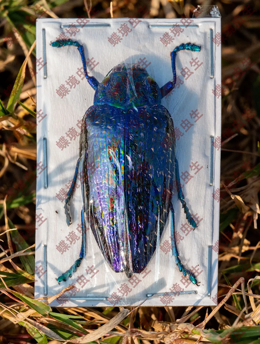 Polybothris sumptuosa gema  Observation on the teaching of real insect specimen home decoration holiday gift sculpture 5