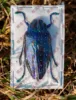 Polybothris sumptuosa gema  Observation on the teaching of real insect specimen home decoration holiday gift sculpture 5