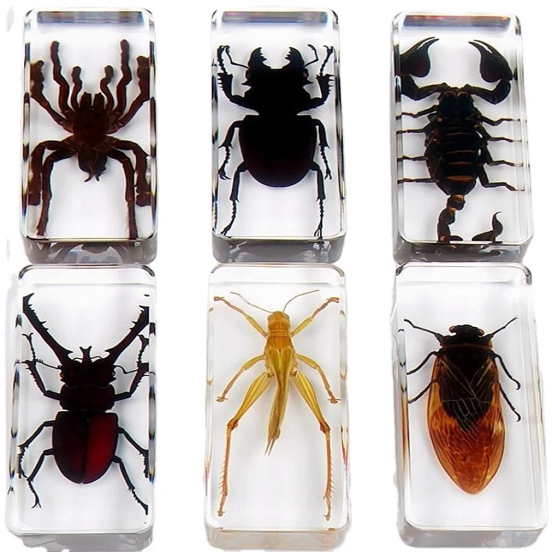 

Real Insect Taxidermy Kindergarten Animals Amber Resin Decoration Beetle Centipede Scorpion Spider Mantis Star Beetle Decoration