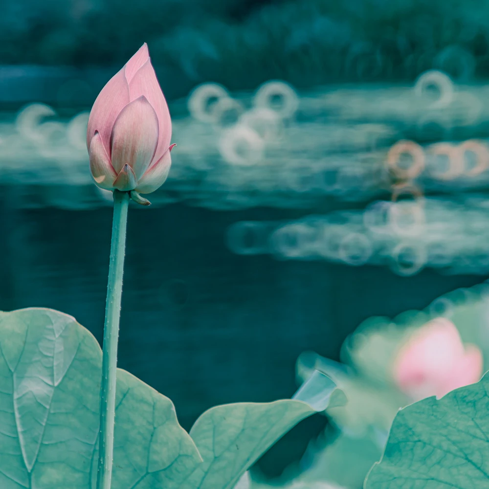 Filtro de Sucção em Forma de Polvo Polvo Ponto de Luz Redondo Soft Flare Volta Variável Costas Magic Lens Sucção Macio Criativo - Image 2