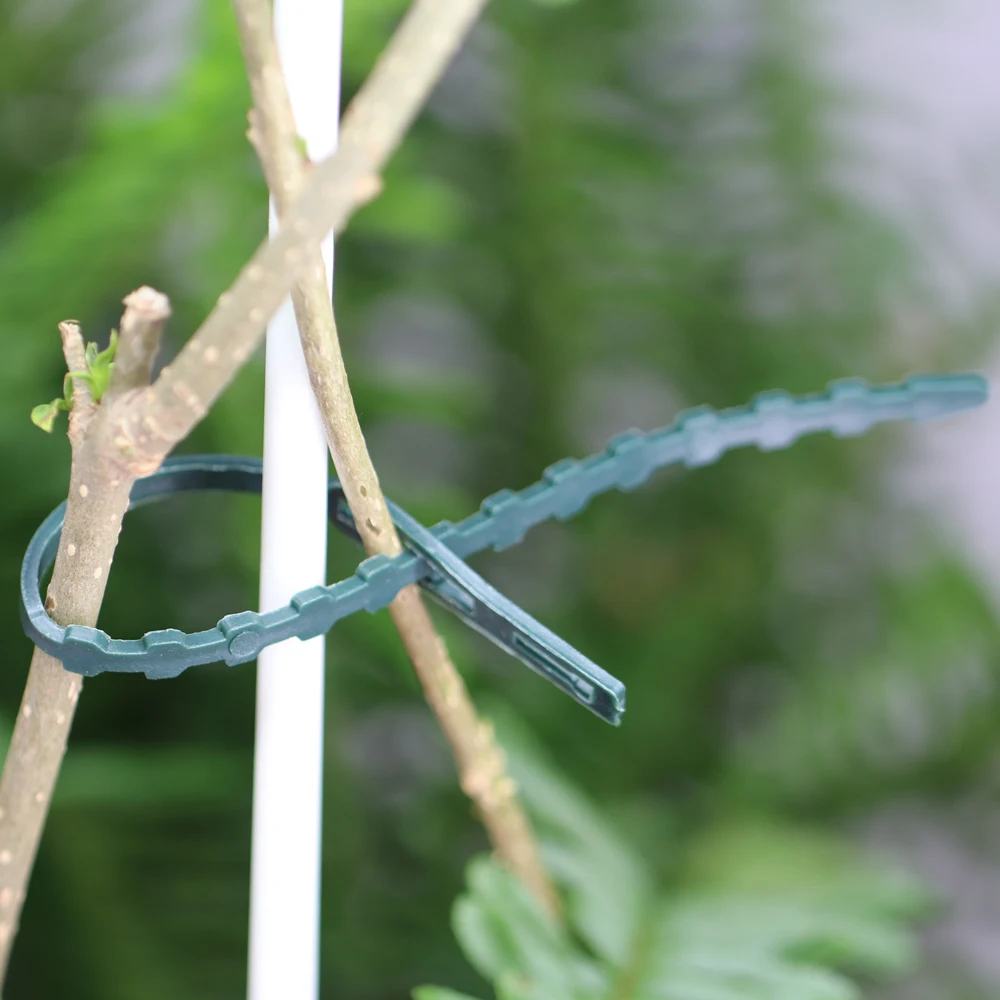 Attache Pour Plantes Grimpantes