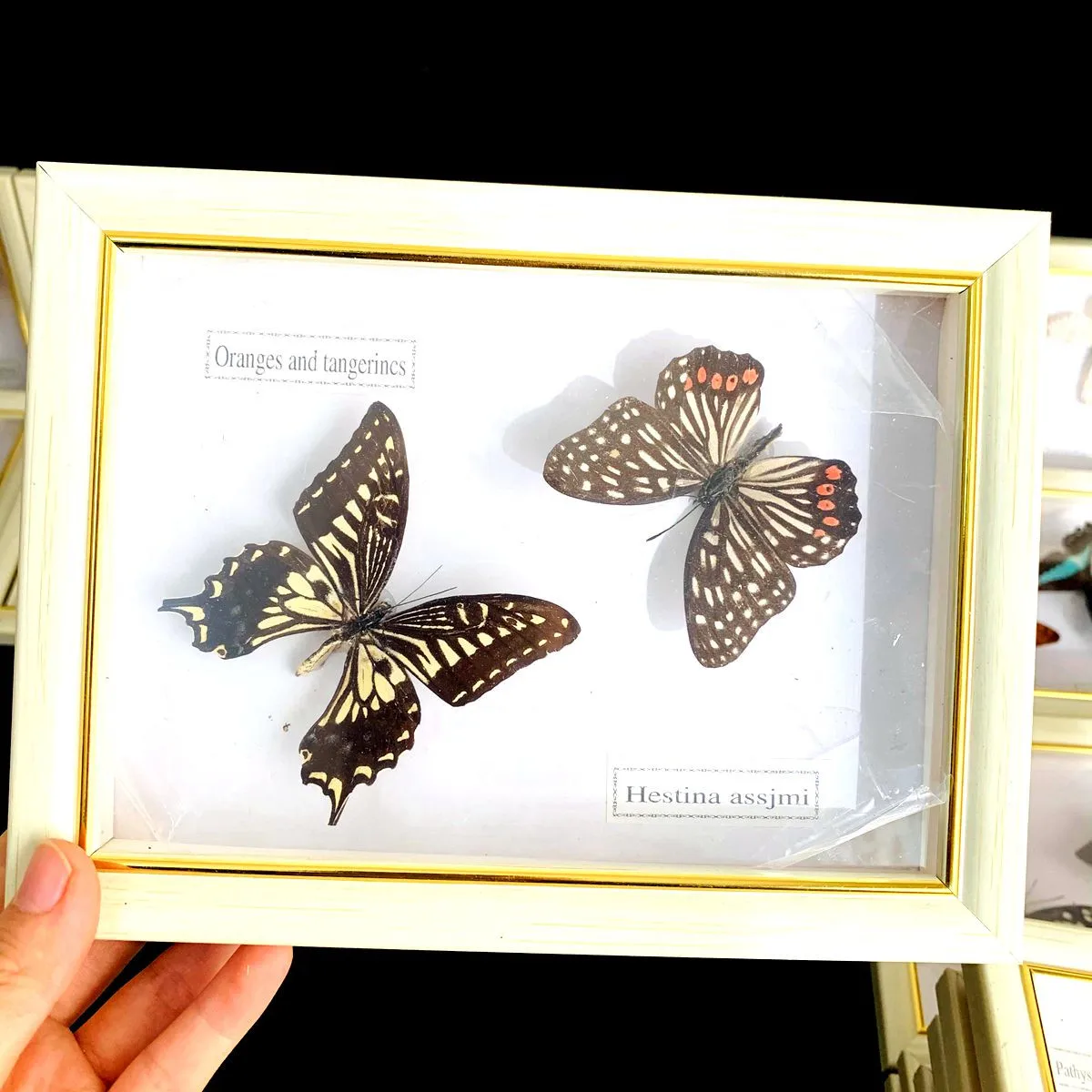 Real Natural Butterfly Specimen Education Teaching Home Decor Artwork Material Gift Ornament DIY Tabletop Decoration 3