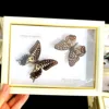 Real Natural Butterfly Specimen Education Teaching Home Decor Artwork Material Gift Ornament DIY Tabletop Decoration 3