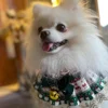 Cotton Pet Cat Dog Drool Towel Lace Scarf Christmas Themed Party Holiday Decoration Accessories Pet Neck Accessories 5