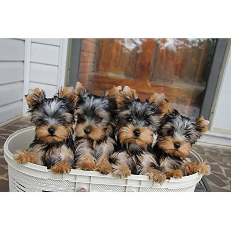 

GATYZTORY Modern Diy Frame Painting By Numbers Kits Dogs Animals Paint With Numbers For Adults Handpainted Painting For Kill Tim