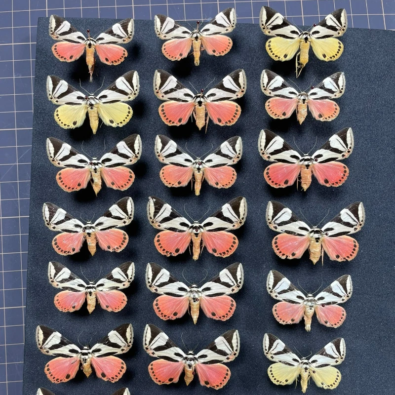 Real Butterfly, Big Silkworm Moth Specimen, Photography, Props, Home Decoration, DIY Handicraft Exhibition Collection Sculpture 3