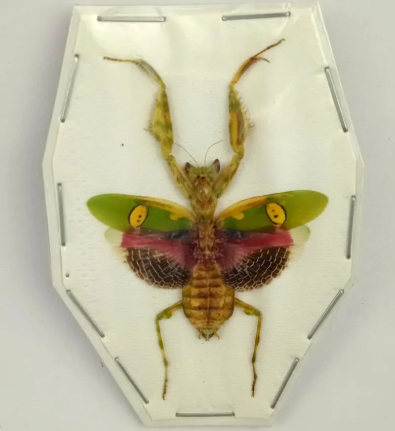 Creobroter Gemmatus Real Insect Mantis Specimens DIY Crafts Collection Exhibition Home Decoration Teaching Observation 6