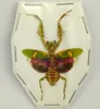 Creobroter Gemmatus Real Insect Mantis Specimens DIY Crafts Collection Exhibition Home Decoration Teaching Observation 6