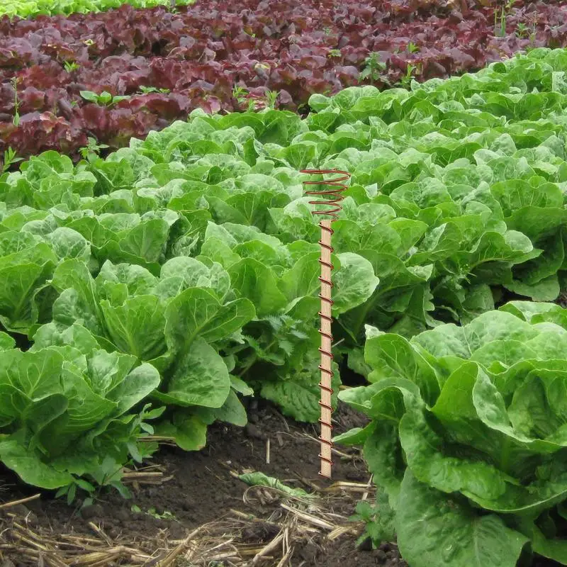 6Pcs Electroculture Plant Stakes Garden Coppers Coils Antennas for Growing Garden Plant Vegetables Using for Plants Fruits