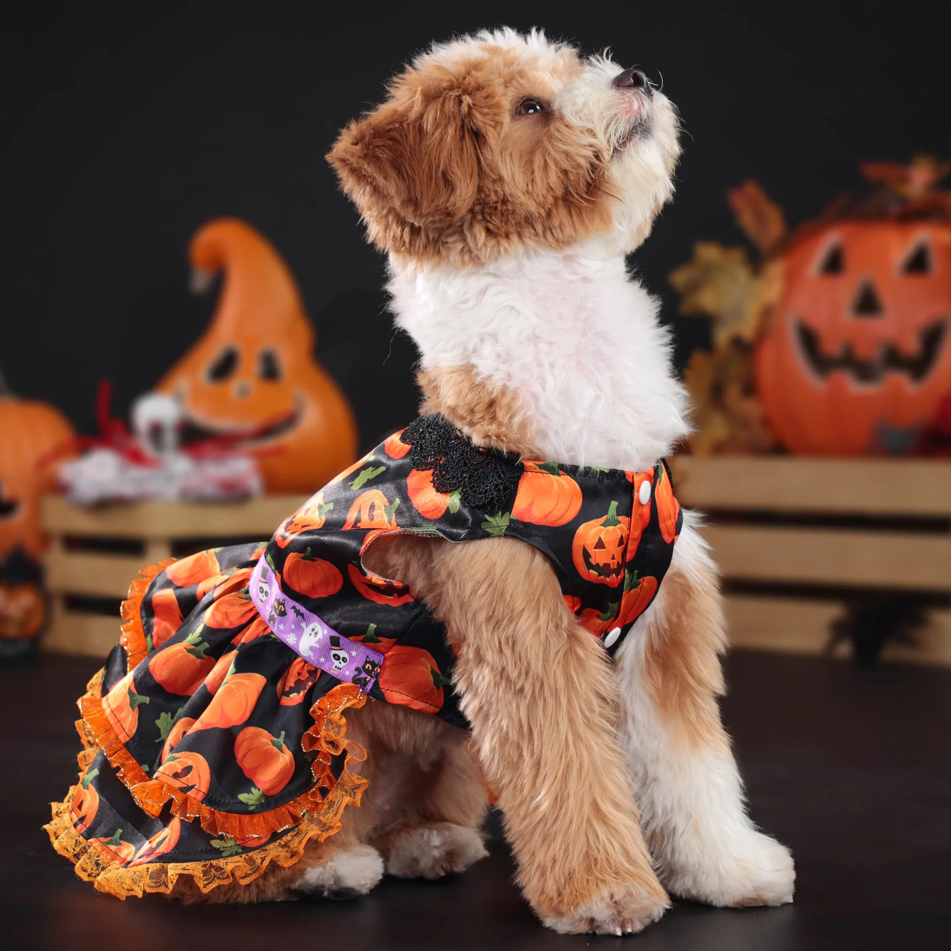 Robe d’Halloween pour Chihuahua - Costume Citrouille - 2025 - Vêtement et accessoires pour chiens - Doglovedesign