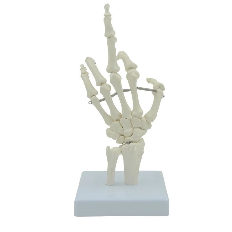 1:1 Size Human Hand Joint Model Hand Skeleton Bone Wrist Vola Palms Skeleton Model Medical Science Teaching Supplies