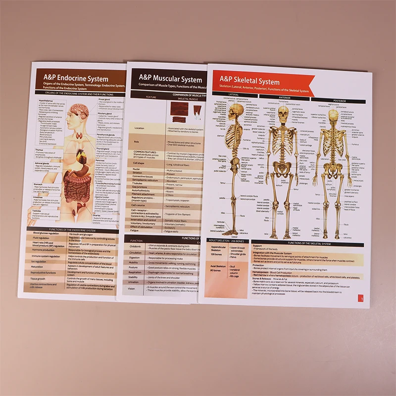 Anatomy & Physiology Guide Set 3