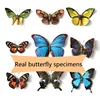 Butterfly Specimen Ornaments Real Butterfly Insect Specimens Spread Wings Student Creative Birthday Gift Transparent Box Decor 1