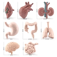 Simulated Human Organ Model Montessori Teaching Aids Children Brain Heart Gastrointestinal Liver Kidney Models Realistic Safe 1