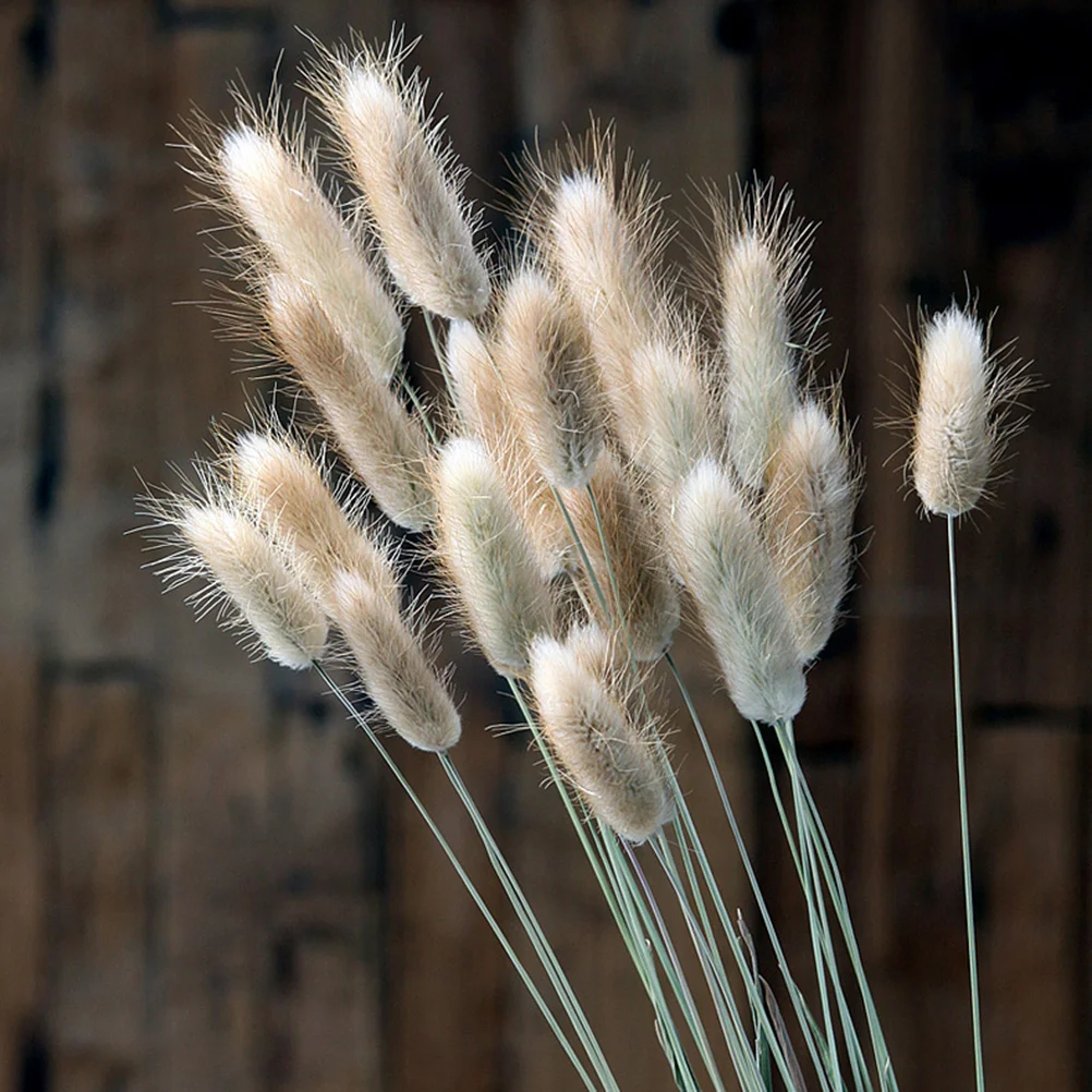 

Dried Rabbit Tail Grass Dried Pampas Grass Bunny Tails Stems Natural Dried Flower Bouquet Floral Arrangement Bunch Boho