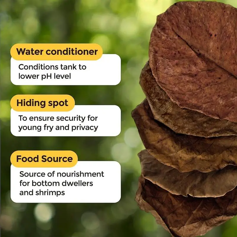 Aquarium Leaves 20Pcs Aquarium Catappa Leaves Indians Almond Leaves For Reduce PHs Softened Purified Water Quality For Fish Tank Pond & Aquarium