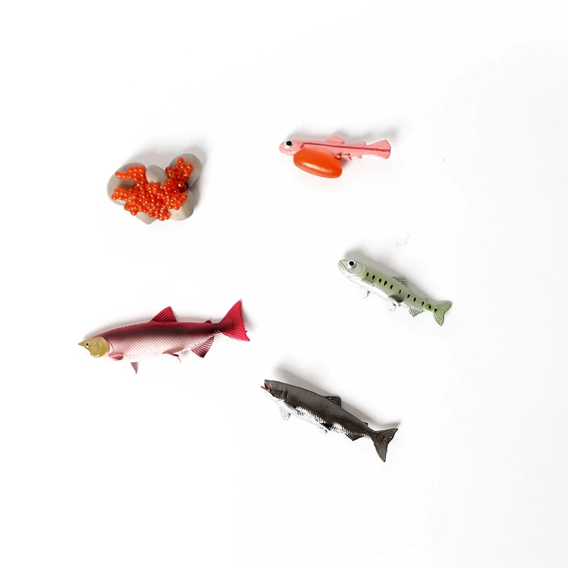 

Реалистичный жизненный цикл лосося, 5 отдельных частей, цикл роста, Модель Статуэтка для декора, обучающие игрушки