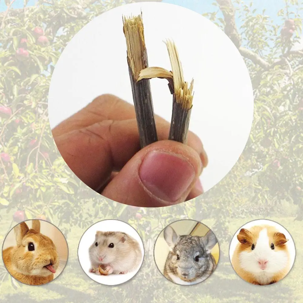 Natural Apple Wood Chew Sticks 3