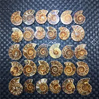 Natural Ammonite Vintage Style Spiral Shell To Teach Strange Stones Extinct Polished Ammonite Shell Great Gift For Friends And 2