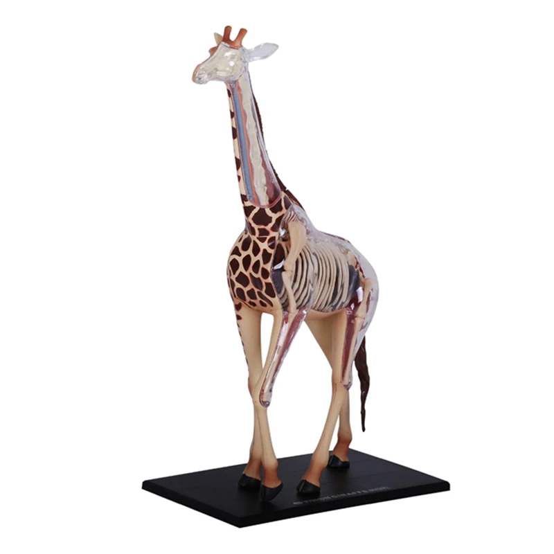 4d-vision-giraffe-anatomy-model-simulation-wildlife-animal-figurine-model-pvc-removable-kid-educational-toys