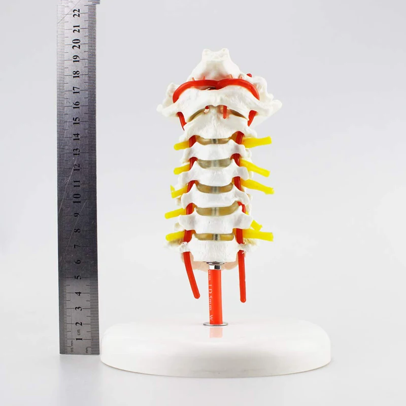 Human Cervical Vertebra Spine Anatomy Model Medical Science Teaching Resources