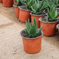10pcs Thin section Flowerpot Plastic Grow Box Fall Resistant Tray For Garden Plants Nursery Cup Transplant Flower Plant Pots 3