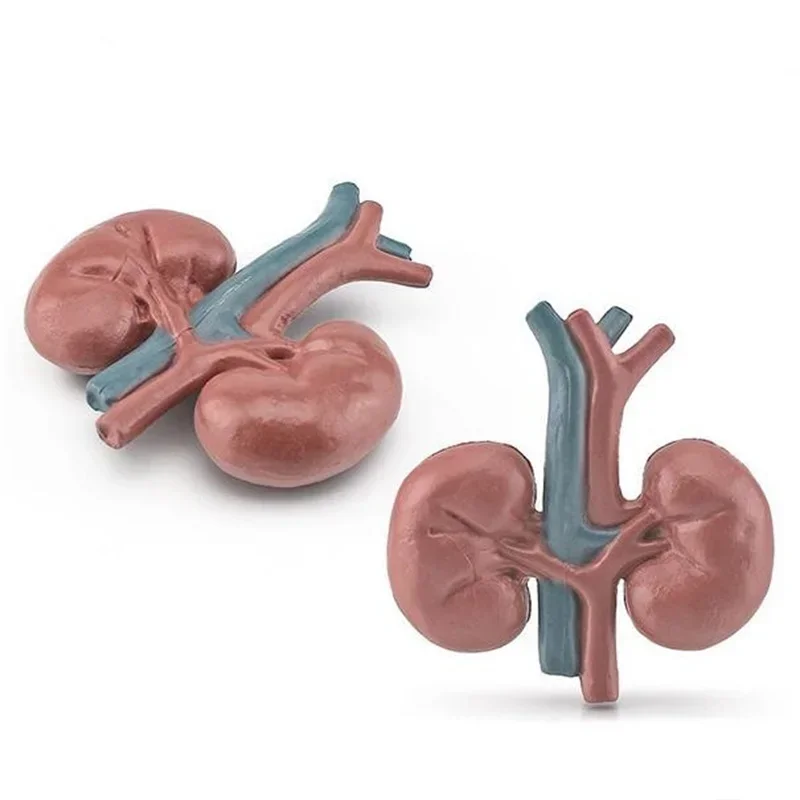 Body Organ Miniature Anatomy Organs Model Education Montessori Toy Kiddie Boy Girl Collection Figurines 8PCS 3