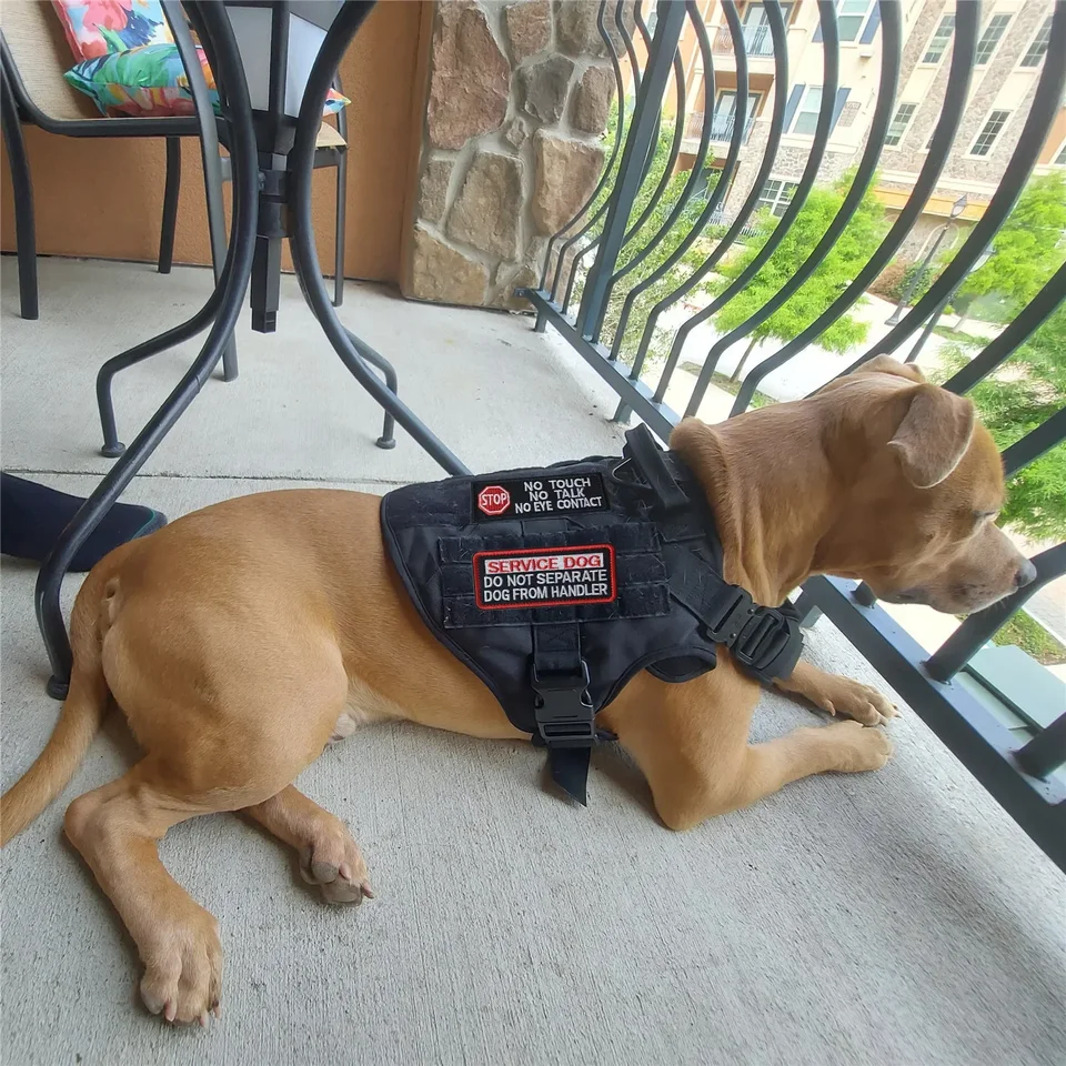 Arnés Táctico Militar Para Perro Pastor Alemán K9, Chaleco De Entrenamiento Para Mascotas