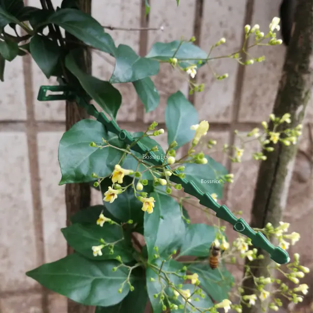 30 Darabos Műanyag Növénykötegek Újrahasznosítható Rögzítőelem Üvegházhatású Készlet A Kerti Fa Paradicsom Szőlőhöz Mászó Klip - Image 4