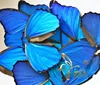 Butterfly Specimen with Blue Flash Butterfly Wings of Real Butterflies Ideal for Handmade Diy Taxidermy Practiceb 1