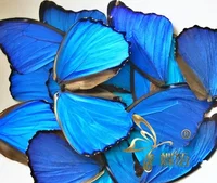 Butterfly Specimen with Blue Flash Butterfly Wings of Real Butterflies Ideal for Handmade Diy Taxidermy Practiceb 1