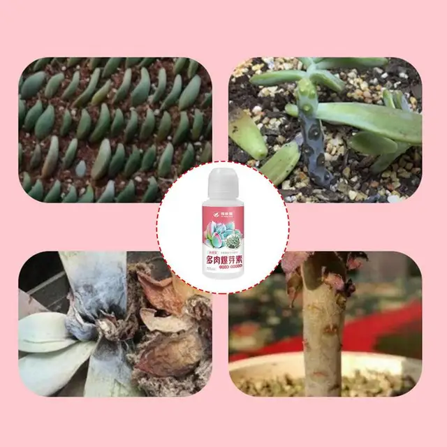 Zamatos Műtrágya Folyékony Folyadékkoncentrátum 100Ml Lassú Felszabadulás Aminosav Növelje A Zamatot - Image 3