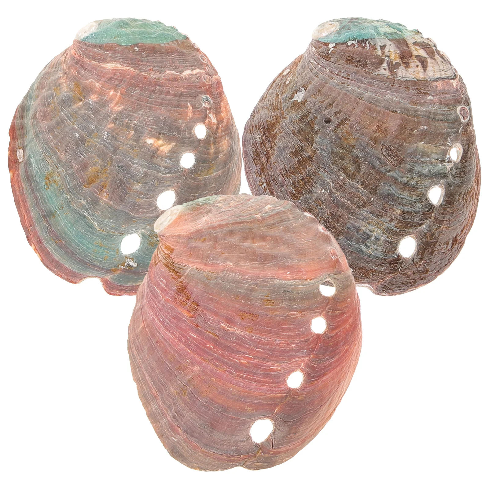 

3 Pcs Natural Shell Abalone Decorative Ornaments Fish Tank Kit Smudge Smudging Bowl for