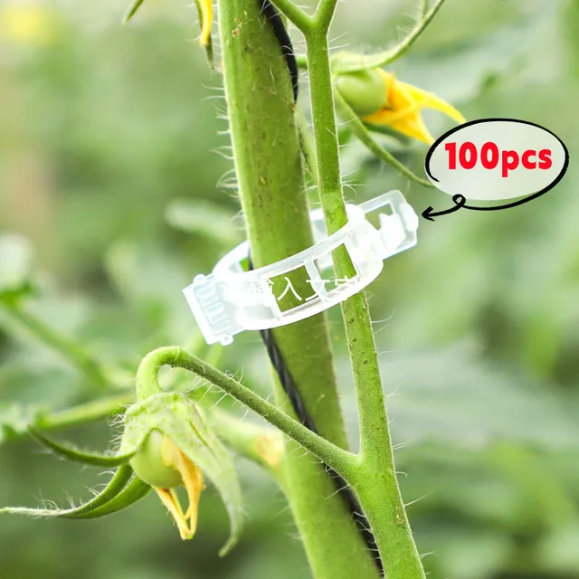 Növénytámogató Klipek A Kerti Paradicsom Zöldségszőlővel Egyenesen És Készítsenek Növényeket Zsinegklipek Szőlőbab Zöldségek Gyümölcsök Rózsa