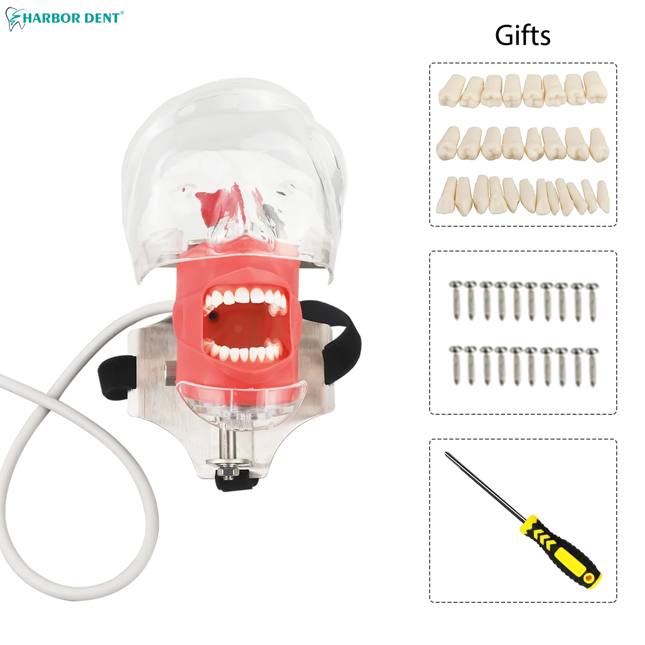 DentalSimulatorSimpleHeadModelDentalPhantomHeadWithTeethFor