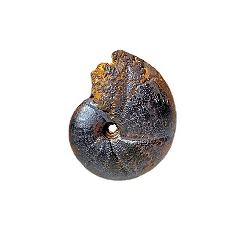 5Pcs Marine Life Fossils Ancient Raw Stones Cephalopoda Specimen Collection Decorations
