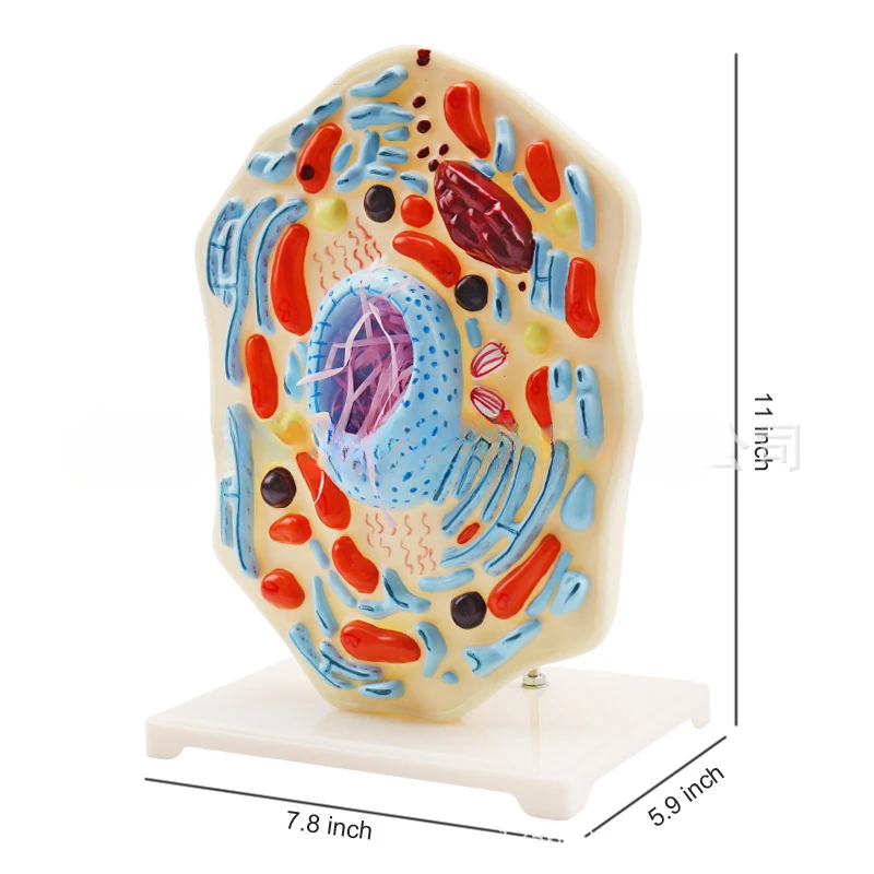 

Animal Cell Model Microstructure Anatomical Model Middle School Biology Teaching Biological Equipment