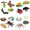 Animal Life Cycle Children Toys Simulation Plant Model Montessori Teaching Aids Animal Growth Cycle Model Set Cognitive Toy 1