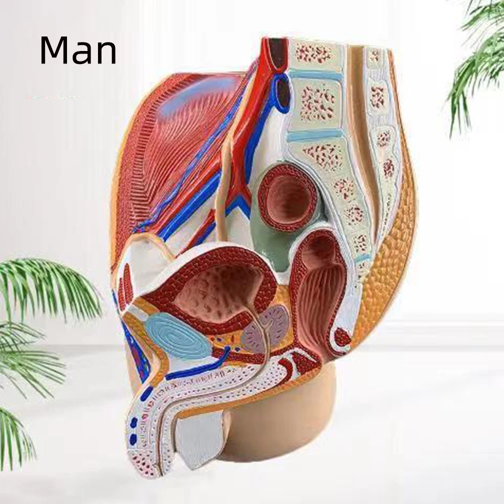 Pelvic Anatomy Section Model 6