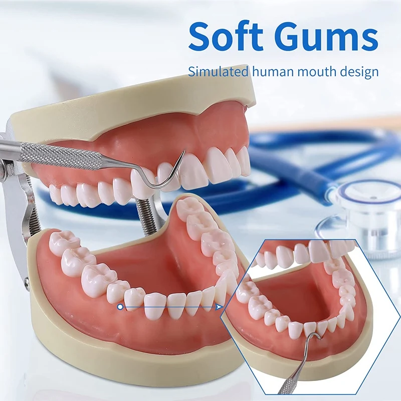 32 Typodont Teeth -̵ ġ      Typodont ÿ  