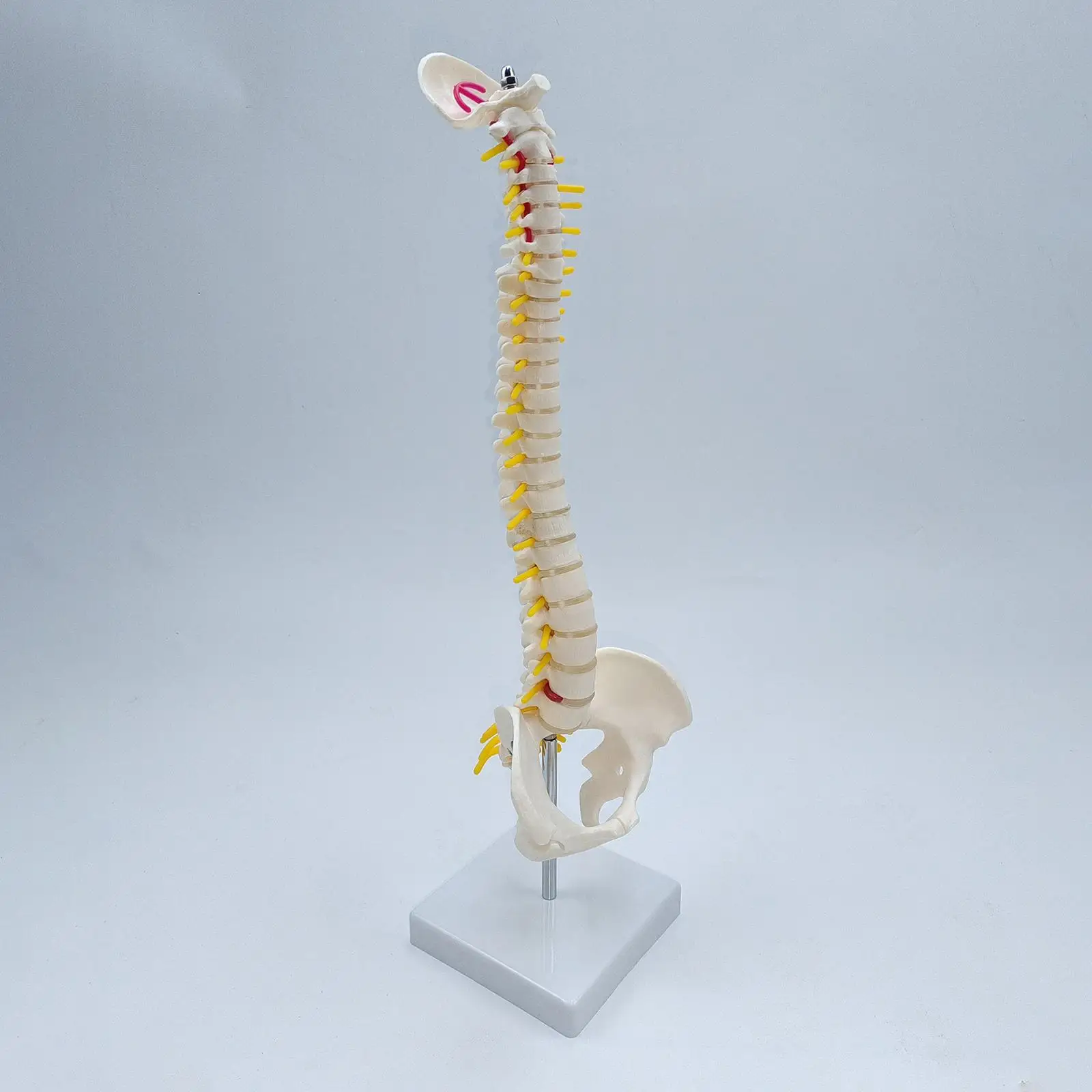 Fexible Spine Model Vertebral Column Skeleton Model 45 Size with Base for Teaching Aid Kids Display Study