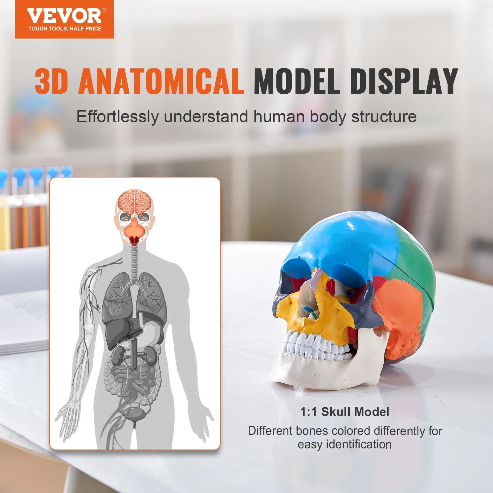 VEVOR Human Skull Model PVC Detachable Life-Size Painted Anatomy Skull Model for Professional Teaching Researching and Learning