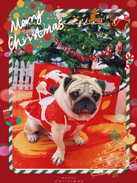 Pet Christmas clothes Santa transformation costumes, festive funny and cute outfits for parties, dog and cat party clothes 2