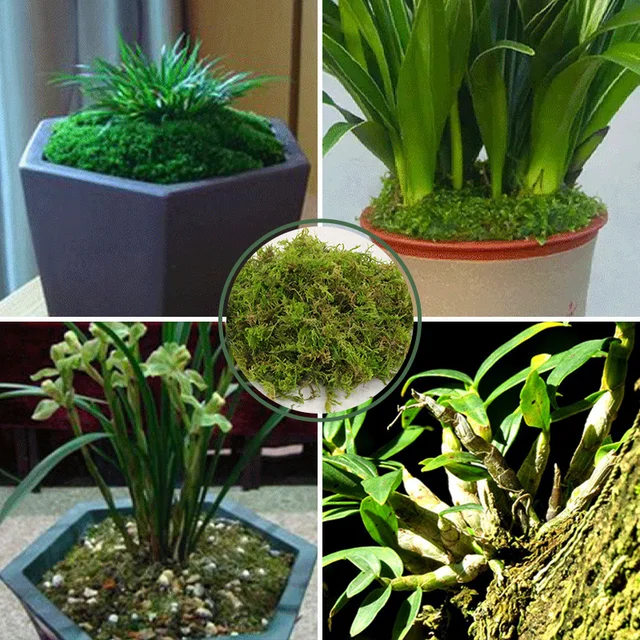 Hamis Moha Szimulációs Fű Cserepes Növényekhez Mesterséges Gyep Bonsai Táj Dekoráció Aquascape Kiegészítők Növényi Zuzmó - Image 6