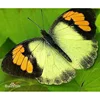 1/5/10/20Pcs Natural Real Beautiful Butterfly Specimens for Hobbies DIY Photo Frame or Home Wall sticker DIY  home decor modern 3