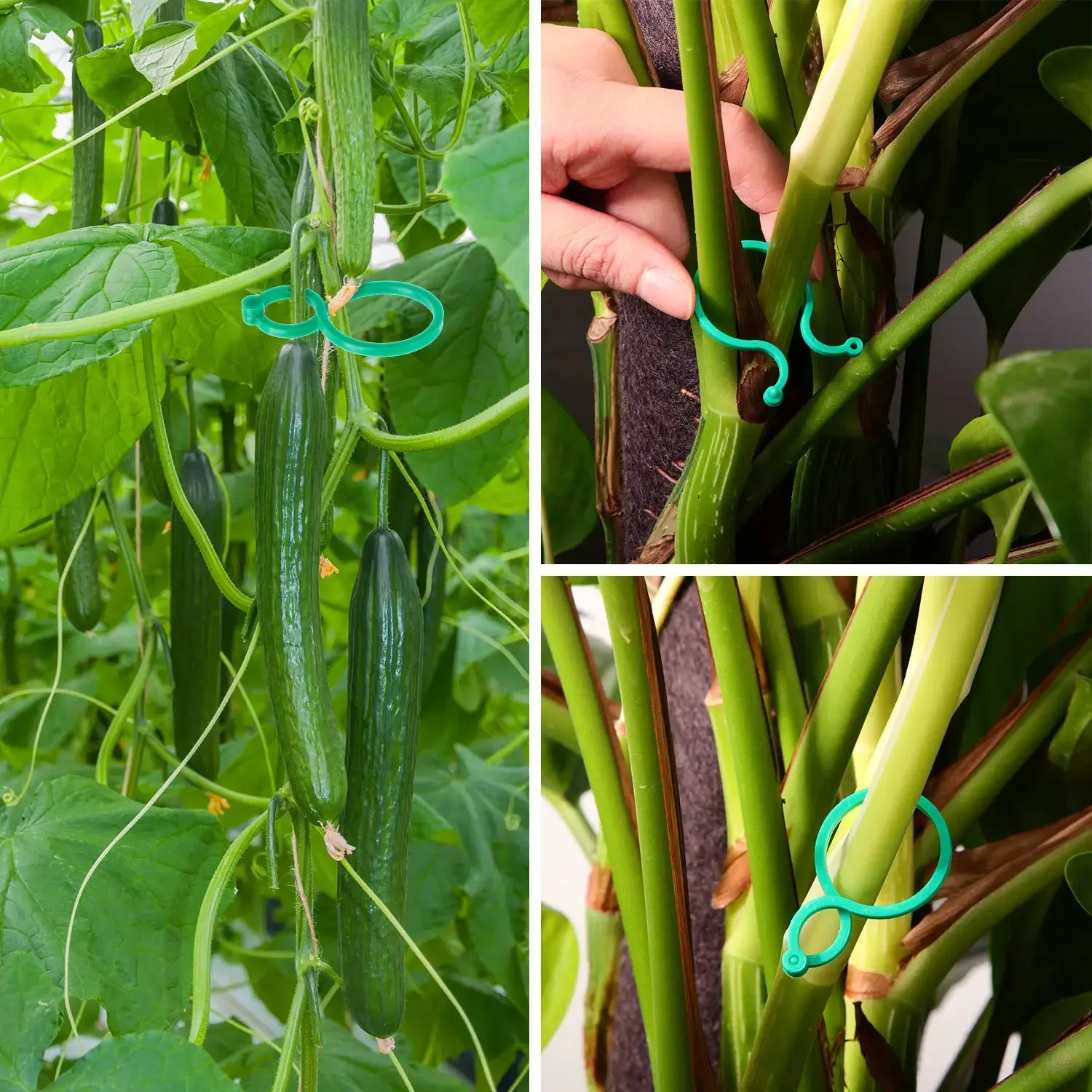 50pcs Garden Plant Support Clips Orchid Flower Ties Vegetables Tomato Vine Flower Clips Plastic Plant Locks for Securing Plants 3
