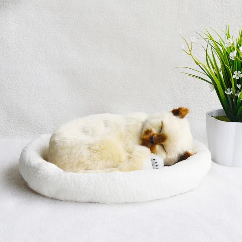 Siamese cat
